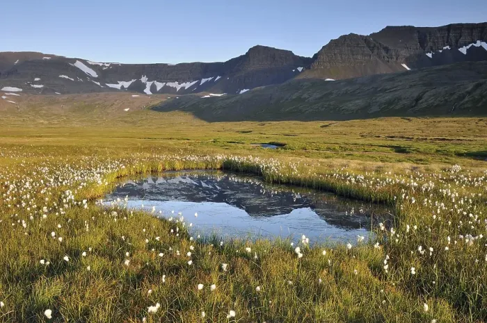 Framed Print : Small lake, cotton grass, Hloeouvik Framed Print : Small lake, cotton grass, Hloeouvik