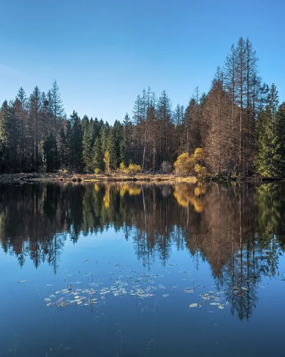 Framed Print : Small lake in the Thuringian Forest in autumn Framed Print : Small lake in the Thuringian Forest in autumn