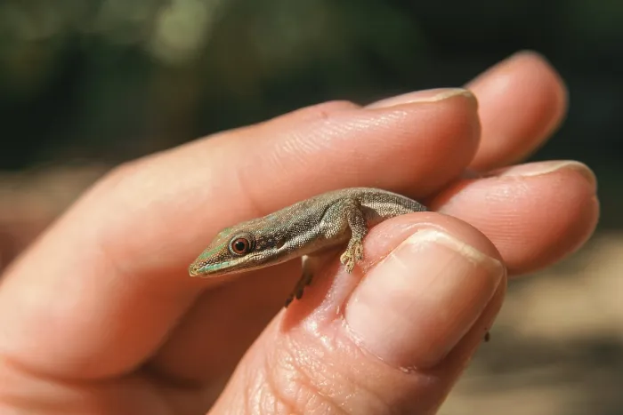 Framed Print : Small madagascar gecko in human hand Framed Print : Small madagascar gecko in human hand