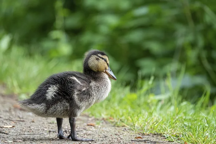 Framed Print : Very small mallard ducklings walk along the path along the lake