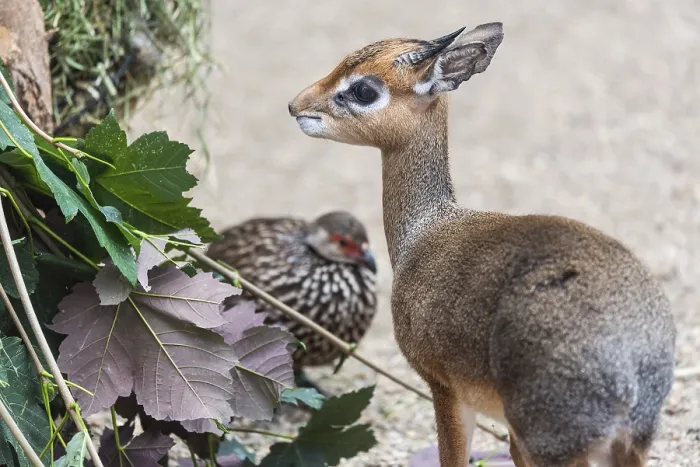 Framed Print : Small mammal dikdik and bird in the bacground Framed Print : Small mammal dikdik and bird in the bacground