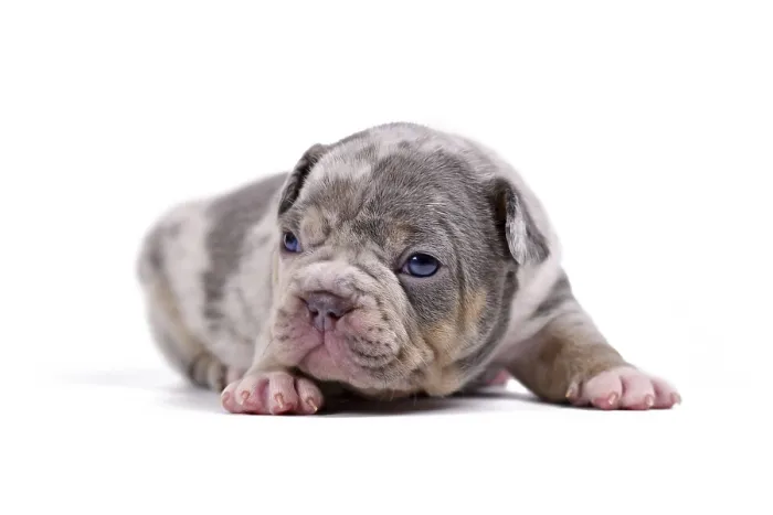 Framed Print : Small merle colored French Bulldog dog puppy on white background Framed Print : Small merle colored French Bulldog dog puppy on white background