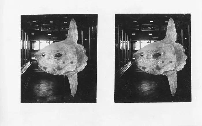 Framed Print : Small moonfish (Mola mola) in a natural history museum