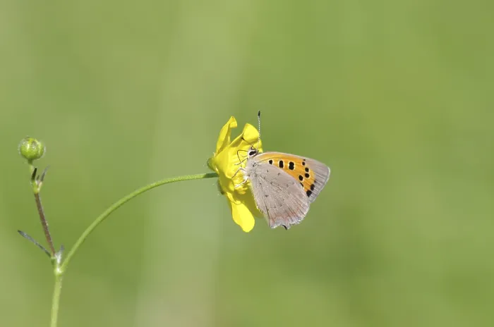 Framed Print : Small moth (Lycaena phlaeas), macro Framed Print : Small moth (Lycaena phlaeas), macro