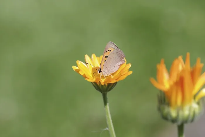 Framed Print : Small moth (Lycaena phlaeas), macro