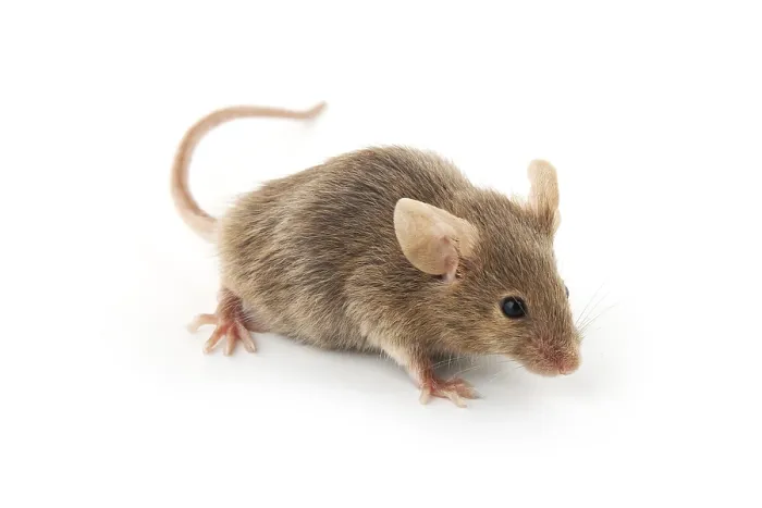 Framed Print : Small mouse isolated on a white background
