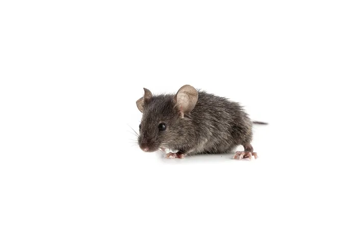 Framed Print : Small mouse isolated on a white background