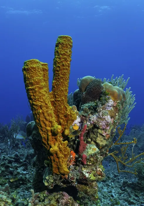 Framed Print : Small, multi-coloured coral block with diverse sponges and corals Framed Print : Small, multi-coloured coral block with diverse sponges and corals