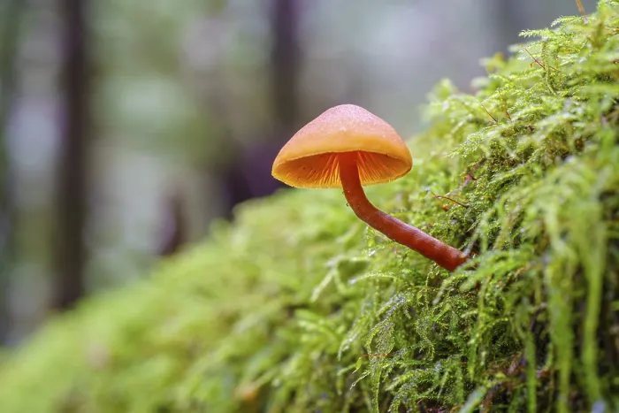 Framed Print : A small orange-coloured mushroom growing from the side of a mos-covered log