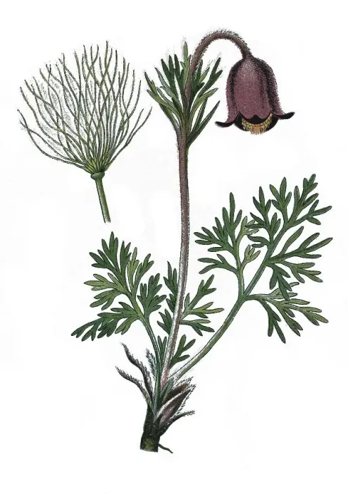 Framed Print : Small Pasque Flower (Pulsatilla pratensis)
