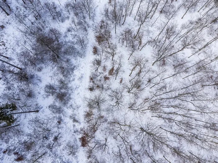 Framed Print : Small piece of deciduous forest in winter full of snow from a birds eye view