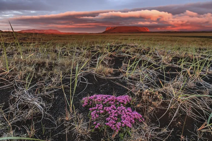 Framed Print : Small pink flowers in a lava field Framed Print : Small pink flowers in a lava field
