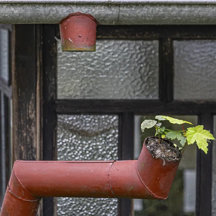 Framed Print : A small plant growing out of an old red gutter on a building