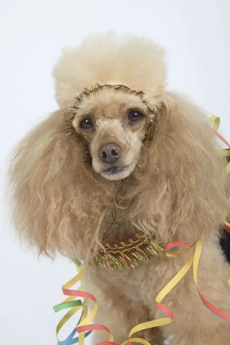 Framed Print : Small poodle, apricot, with carnival costume