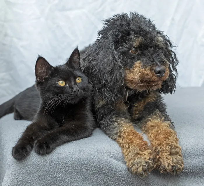 Framed Print : Small poodle, black and tan, and black cat lying next to each other