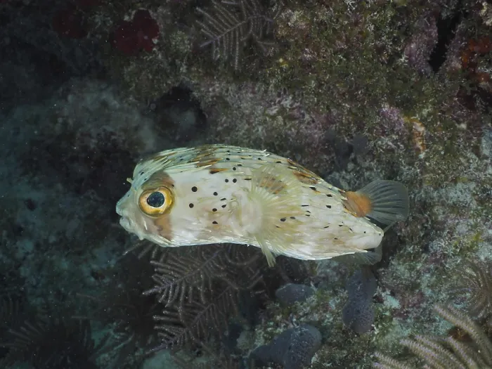 Framed Print : A small pufferfish with large eyes