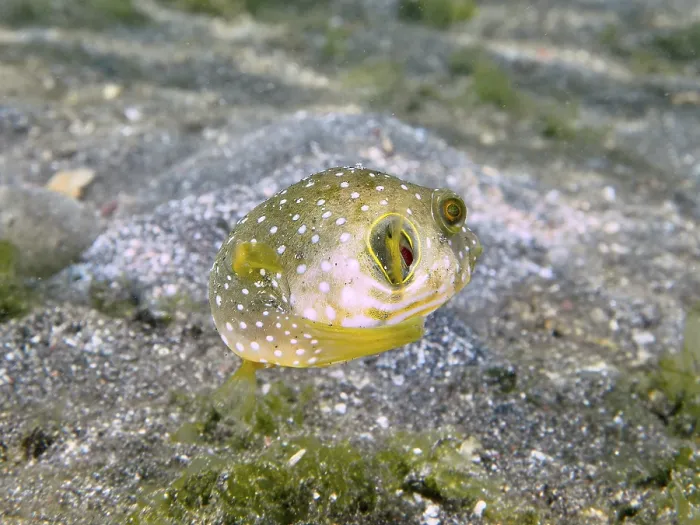 Framed Print : Small pufferfish with white spots Framed Print : Small pufferfish with white spots