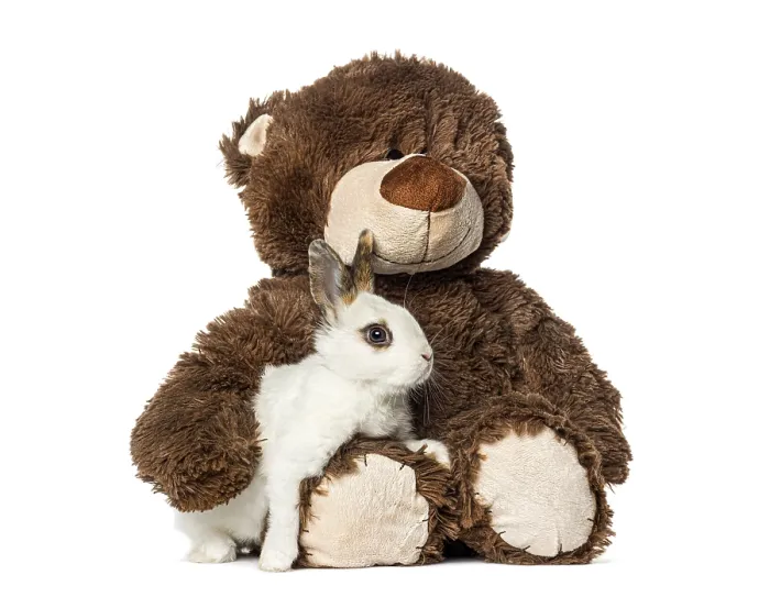 Framed Print : Small rabbit resting in the arms of a stuffed plush teddy bear