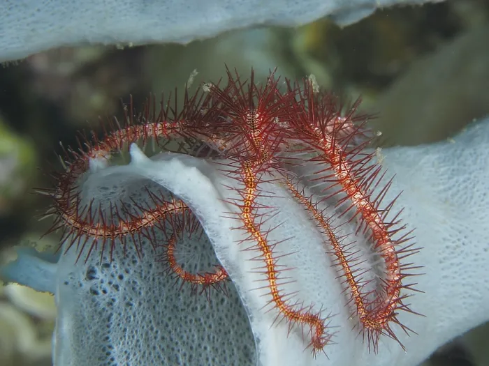 Framed Print : A small red brittle star with spiny arms Framed Print : A small red brittle star with spiny arms