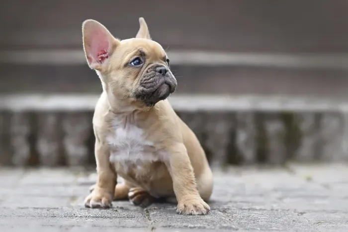 Framed Print : Small red fawn colored French Bulldog dog puppy with 7 weeks looking up sideways while sitting in front of stairs