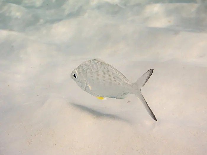 Framed Print : Small silver fish on sandy bottom