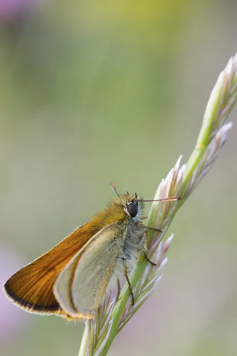 Framed Print : Small Skipper Butterfly (Thymelicus sylvestris) perched on a grass stem Framed Print : Small Skipper Butterfly (Thymelicus sylvestris) perched on a grass stem