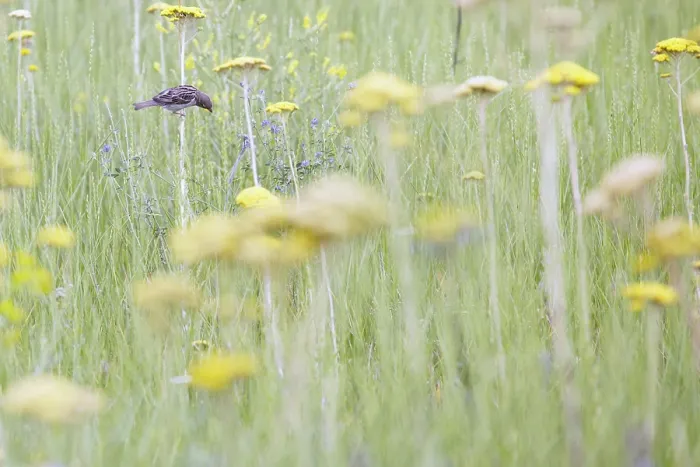 Framed Print : Small sparrow in the field sits on the flower