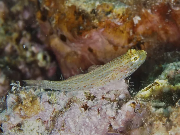 Framed Print : Small spotted fish, Sarato's goby (Gobius fallax)