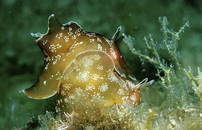 Framed Print : Small spotted sea hare, pair, copulating (Aplysia rosea)