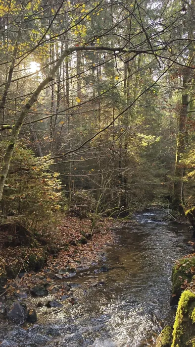 Framed Print : A small stream flows through an autumnal forest