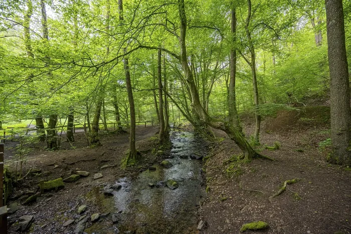 Framed Print : Small stream flows through a green forest full of trees and moss Framed Print : Small stream flows through a green forest full of trees and moss