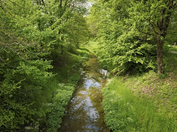 Framed Print : Small stream leads through forest with English oaks Framed Print : Small stream leads through forest with English oaks