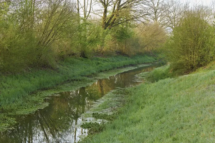 Framed Print : Small stream leads through forest with English oaks