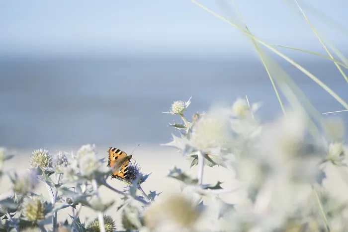 Framed Print : Small tortoiseshell (Aglais urticae) butterfly Framed Print : Small tortoiseshell (Aglais urticae) butterfly