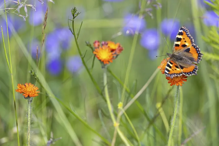 Framed Print : Small tortoiseshell (Aglais urticae) foraging on flower in flower meadow Framed Print : Small tortoiseshell (Aglais urticae) foraging on flower in flower meadow