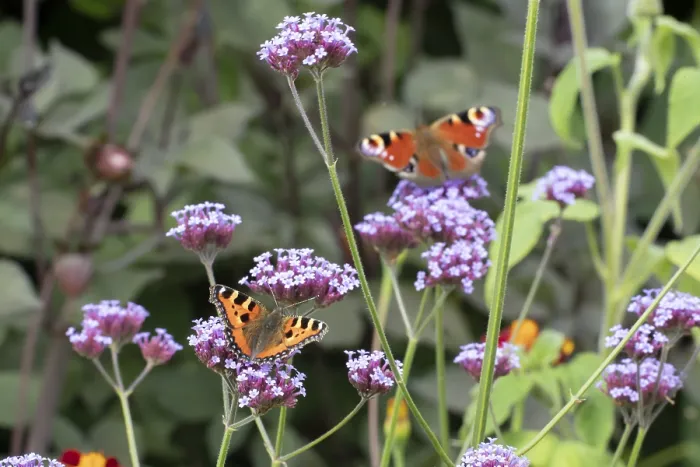 Framed Print : Small tortoiseshell butterfly (Aglais urticae) adult insect feeding on garden Verbena bonariensis flowers in summer Framed Print : Small tortoiseshell butterfly (Aglais urticae) adult insect feeding on garden Verbena bonariensis flowers in summer