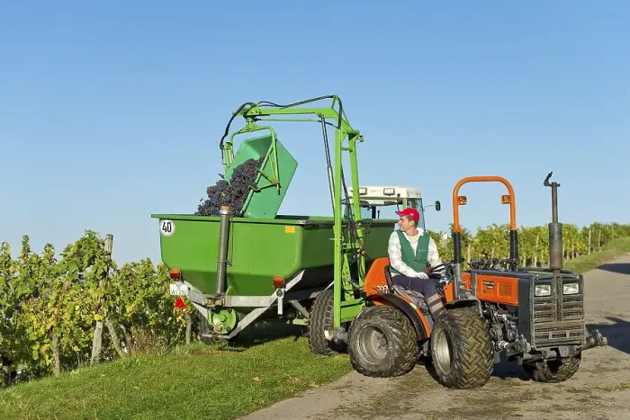 Framed Print : A small tractor is taking harvested grapes out of a vineyard Framed Print : A small tractor is taking harvested grapes out of a vineyard