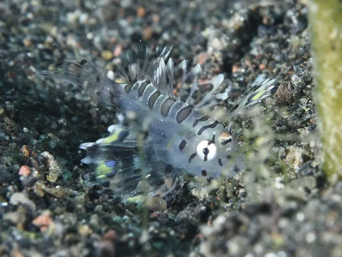 Framed Print : Small, transparent fish, zebra dwarf lionfish (Dendrochirus zebra) juvenile