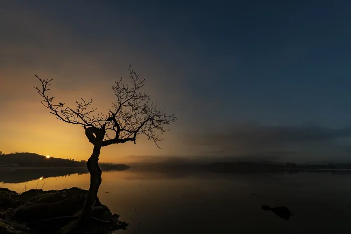 Framed Print : Small tree at lake shore at sunrise