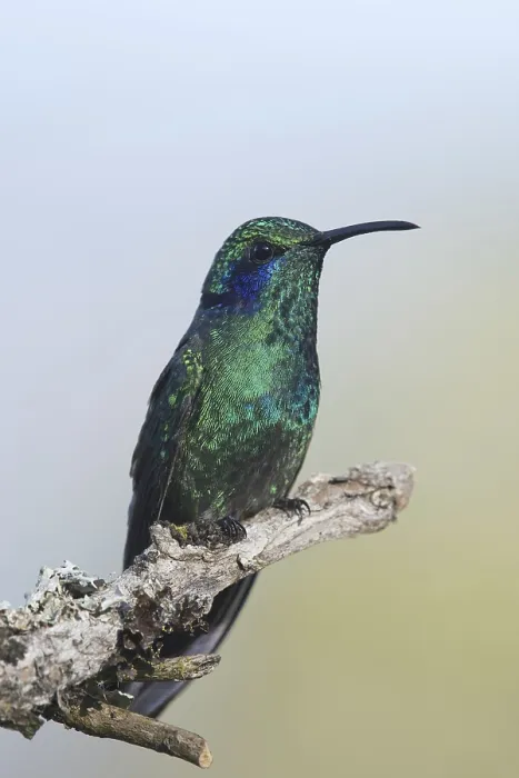 Framed Print : Small violet-eared hummingbird (Colibri thalassinus) Framed Print : Small violet-eared hummingbird (Colibri thalassinus)