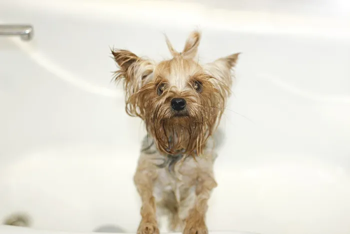 Framed Print : Small wet dog standing in a bathtub after being washed Framed Print : Small wet dog standing in a bathtub after being washed