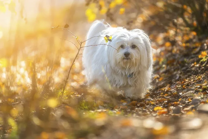 Framed Print : Small white dog in autumn surroundings Framed Print : Small white dog in autumn surroundings