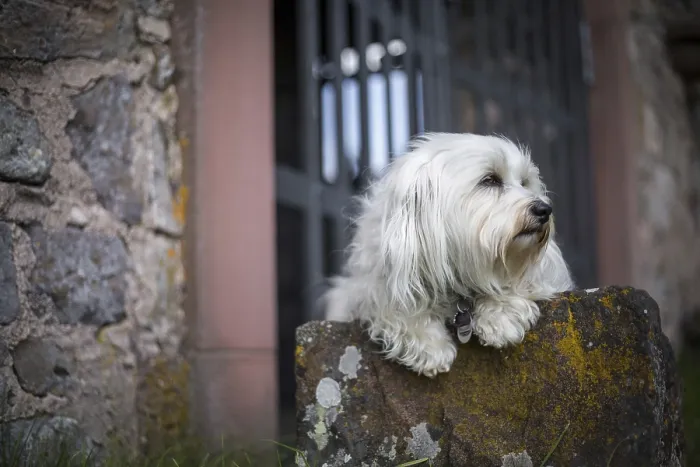 Framed Print : A small white dog lies on a stone and looks out of the picture Framed Print : A small white dog lies on a stone and looks out of the picture