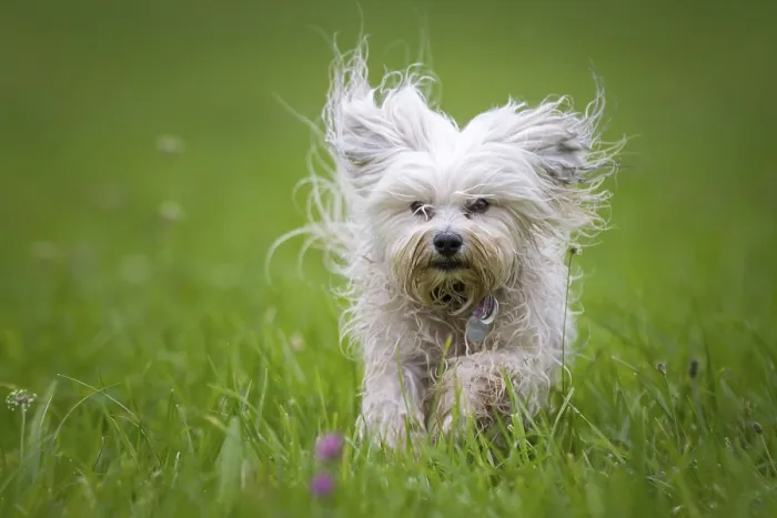 Framed Print : Small white dog runs through a green meadow towards the photographer