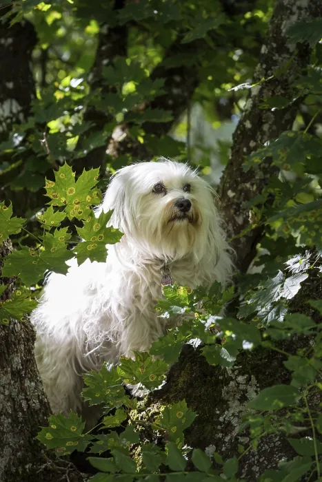 Framed Print : A small white dog sits in a tree and looks through the leaves