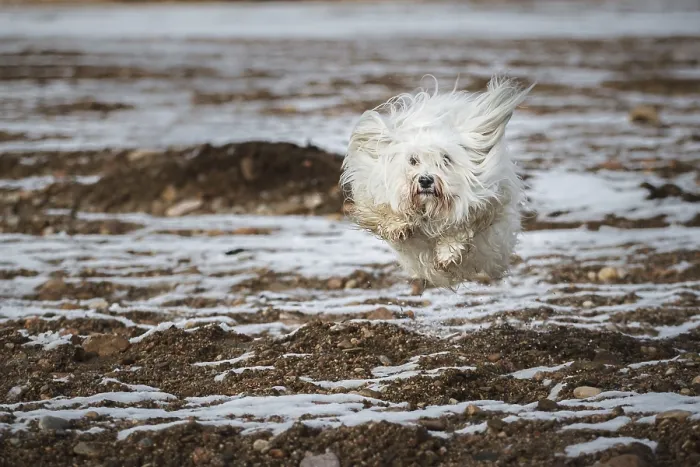 Framed Print : Small white Havanese defies gravity Framed Print : Small white Havanese defies gravity