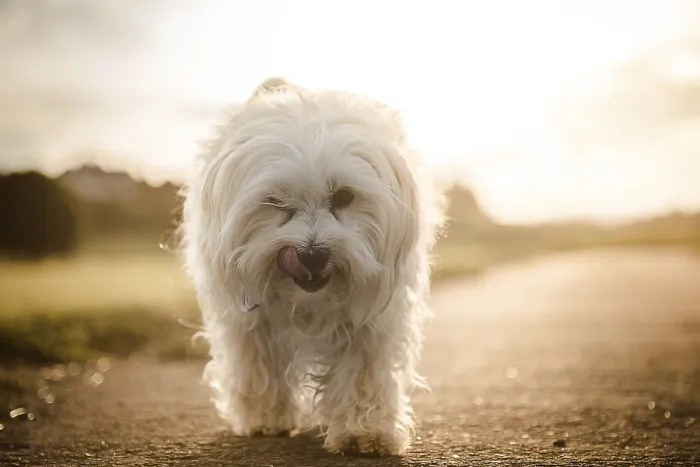 Framed Print : Small white Havanese runs towards the photographer on a street and is spotlighted from behind