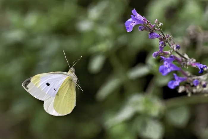 Framed Print : Small white (Pieris rapae), approaching the flower of catmint (Nepeta)