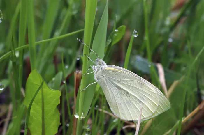 Framed Print : Small white (Pieris rapae), butterfly Framed Print : Small white (Pieris rapae), butterfly