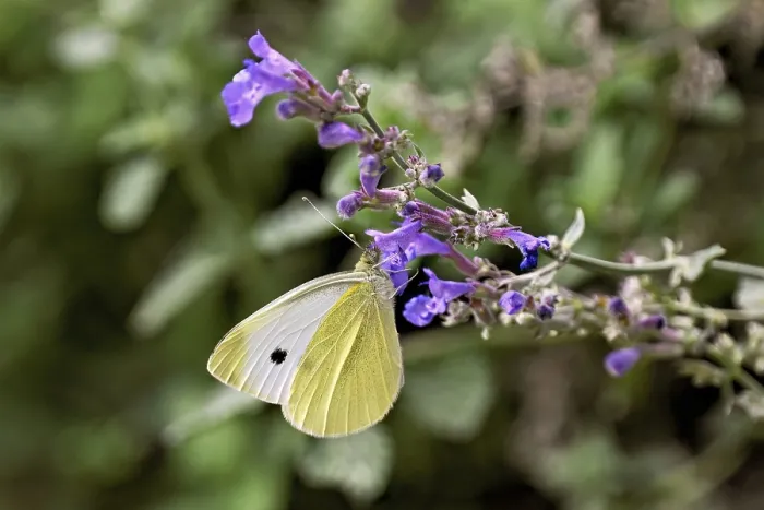 Framed Print : Small white (Pieris rapae), on the flower of catmint (Nepeta)